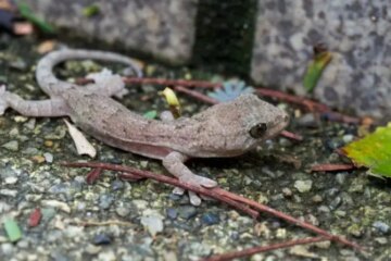 What Causes Small Lizards to Enter California Homes Unexpectedly