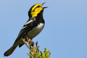 How Songbirds in Texas React When Wasps Are Nearby