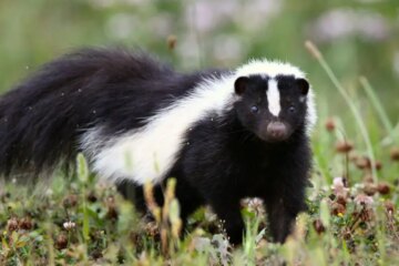 2 Types of Skunks in South Carolina (With Pictures and Identification)