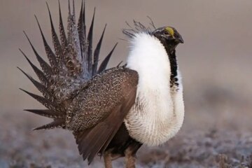 Surprising Truth About Grouse in Idaho Wilderness Areas