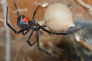 Texas Black Widow Spiders: Hidden Venom You Should Know