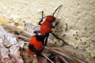 Texas Velvet Ant “Cow Killer”: Small Insect With Shockingly Powerful Sting