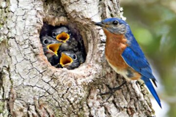 The Backyard Cleaning Habit That Quietly Drives Birds Away in Ohio