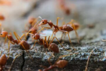 The Biology Behind Extreme Fire Ant Sting Pain in North Carolina