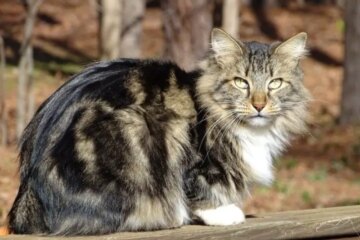 The Genetics Behind Alleged Bobcat–House Cat Hybrids in Washington