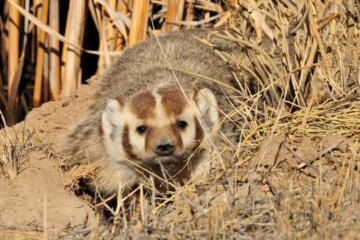 The Hidden Behavior of Badgers That Illinois Residents Rarely Notice