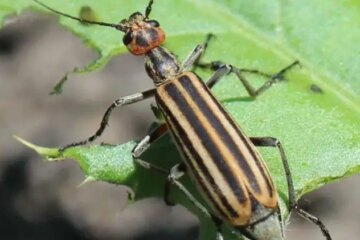 The Hidden Danger of Blister Beetles in North Carolina Gardens