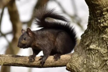 The Hidden Genetic Story Behind Rare Black Squirrels in Nevada