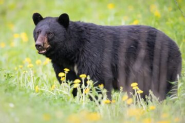 The Hidden Reason Florida Black Bears Appear at Certain Properties