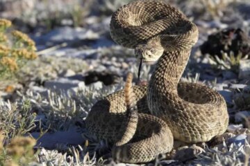 The Hidden Science Behind Rattlesnake Strike Speed in Texas