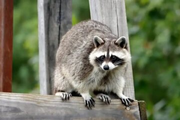 7 Mammals Active Near Homes During Winter in Ohio
