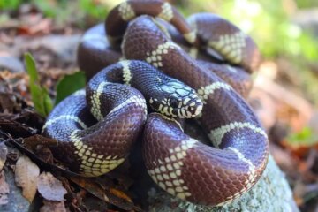 The Science Behind Heat-Driven Snake Behavior in California