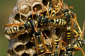 The Secret Behind Sudden Wasp Aggression in Ohio Neighborhoods