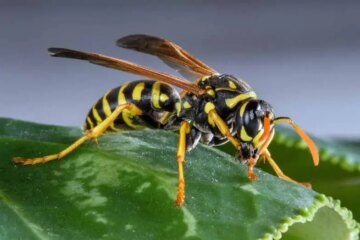 The Secret Behind Why Yellow Jackets Chase People in Michigan