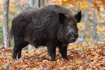 The Survival Skills Feral Hogs Use to Avoid Predators in Arkansas