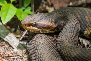 The Survival Skills Water Moccasins Use Along Virginia’s Coastal Plain