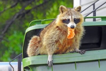 The Survival Tactics Raccoons Use Around Trash and Garages in North Carolina