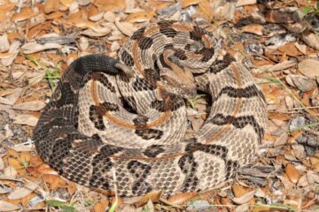 Wisconsin Timber Rattlesnake: A Venomous Threat in Quiet Forests