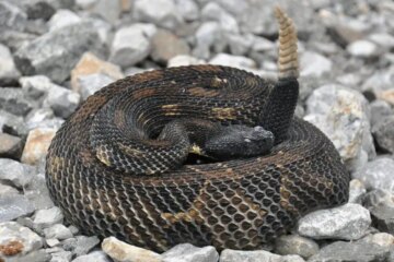 The Hidden Danger of Timber Rattlesnakes in New York