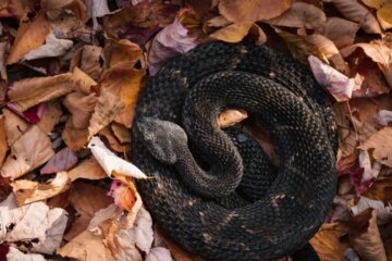 The Strange Truth About Timber Rattlesnakes in Pennsylvania Forests