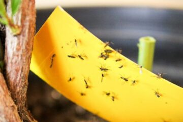 What Attracts Tiny Flying Bugs to California Indoor Plants