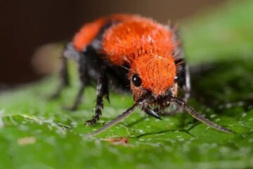21 Dangerous Bugs in Mississippi (With Pictures and Identification)