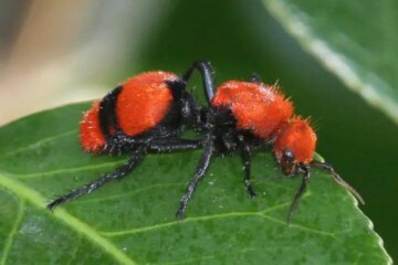 Why Velvet Ant Bites in Arkansas Can Trigger Intense, Lasting Pain