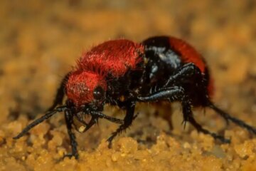 Velvet Ant “Cow Killer” in Florida: Why Its Sting Hurts So Much