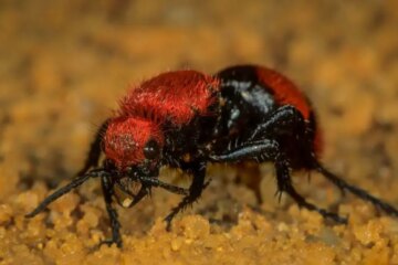 The Untold Story of Velvet Ant “Cow Killer” Sightings in Missouri