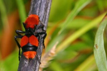 The Hidden Danger Behind Velvet Ant Venom in Arizona Deserts