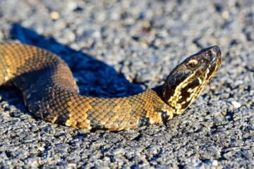 The Hidden Truth Behind Rare Water Moccasin Encounters in Tennessee