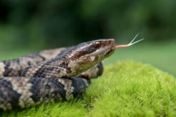 The Real Reason Water Moccasins Are Feared in North Carolina
