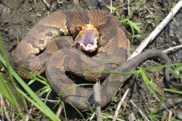 What Californians Get Wrong About “Water Moccasins” Near Rivers