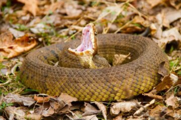 The Secret Behind Why Water Moccasins Are So Feared in Georgia