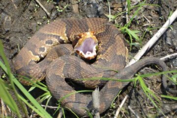 Why So Many People in South Carolina Believe Water Moccasins Chase Humans