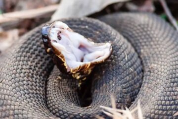 Things Most People Don’t Know About Water Moccasins in Coastal Virginia