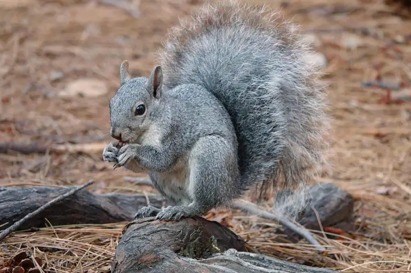 Types of Squirrels in Oregon