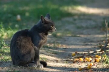 What Animal Makes Cats Freeze at Night in Florida Homes