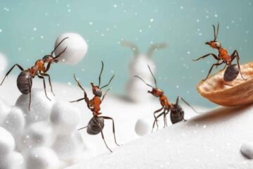 What Ants Eat Beneath Frozen Ground in Minnesota