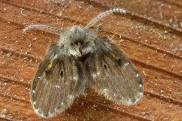 What Arizona Residents Mistake Drain Flies For Indoors