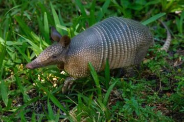 What Armadillo Burrows Mean for Yards in Alabama