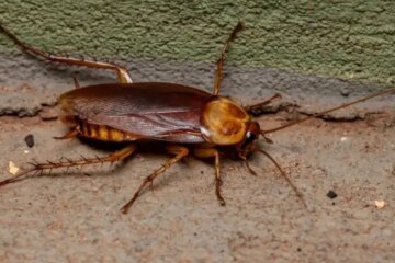 What Attracts Cockroaches to Kitchens in Texas Homes