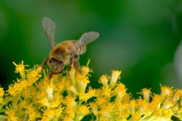 What Bees Survive On in Wyoming During Cooler Months