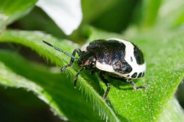 What Beetles Survive On Through Winter in Wisconsin