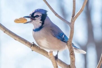 What Blue Jays Eat to Get Through New York’s Harsh Winter