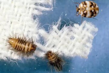 What California Homeowners Don’t Realize About Carpet Beetles in Closets