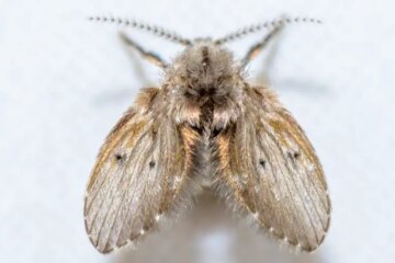 What California Renters Don’t Know About Drain Flies
