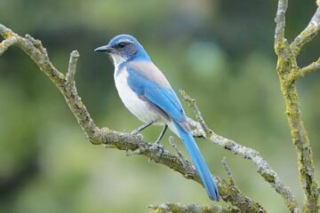 What California Scrub Jays Eat During a Chilly California Winter