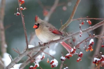 What Cardinals Eat to Survive Maryland’s Coldest Months
