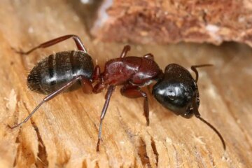 10 Biting Ants Found in Vermont (With Pictures and Identification)
